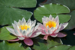 Buddha and sexual desire